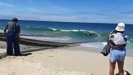 Pescadores da Praia de Mira cortam redes de pesca para soltar golfinhos capturados acidentalmente