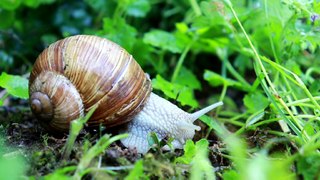 Small Snails and Their Activities |  छोटे घोंघे और उनकी गतिविधियाँ | چھوٹے سست اور ان کی سرگرمیاں | लहान गोगलगाई आणि त्यांच्या क्रियाकलाप | Siput Kecil dan Aktivitasnya | Маленькие улитки и их деятельность |