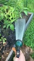 Playful Dachshund Doesn't Let Owner Water Garden in Peace