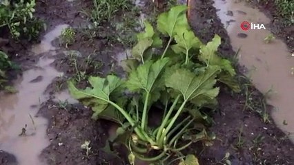 KAZOVA'DAKİ TARIM ALANLARINI SAĞANAK YAĞIŞ VURDU