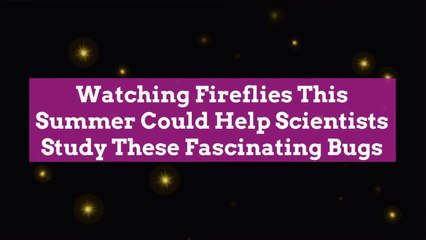 Watching Fireflies This Summer Could Help Scientists Study These Fascinating Bugs