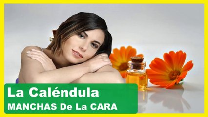 Calendula para que sirve como planta medicinal