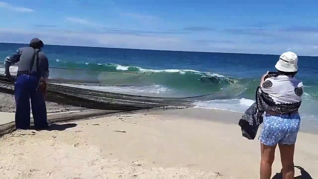 Pescadores cortam redes para soltar golfinhos capturados acidentalmente