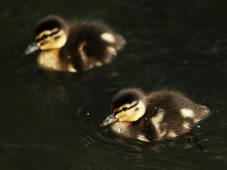 These Supermarket Duck Eggs Turned Into Actual Ducklings