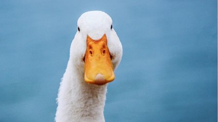 Sitting Ducks? Tourist Town Struggles To Balance Public Health And Economic Survival