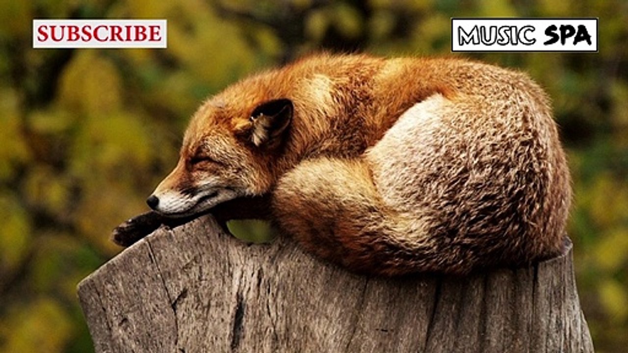 Música Relajante para Mascotas Inquietas - Relaxing Music for Restless Pets