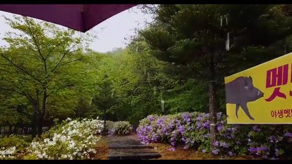SONIDOS DE LA NATURALEZA :LLUVIA EN EL PARQUE, ESPECIAL PARA DORMIR Y RELAJARSE.