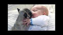 WARNING - Cuteness Overload - Cute Dogs Kissing Babies Compilation