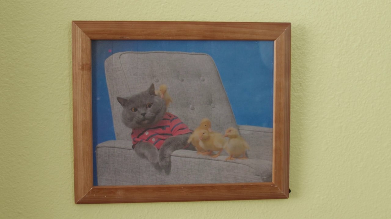 The Runaway Duck video Dailymotion