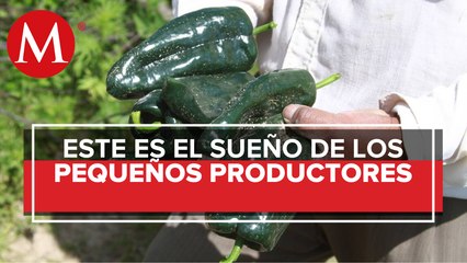 Pequeños productores trabajan para rescatar el chile poblano criollo en Calpan