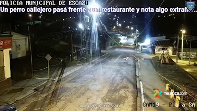 tn7-Ladridos de perro callejero delatan a ladrón en Escazú-170620