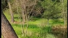 tree-catapult