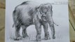 Elephant painting | How to draw Elephant | charcoal pencil Shading | step by step For beginners