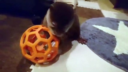 1分でわかる赤ちゃんカワウソコタローの1日 One day of baby otter Un jour de loutre bébé