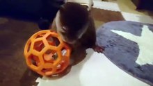 1分でわかる赤ちゃんカワウソコタローの1日 One day of baby otter Un jour de loutre bébé