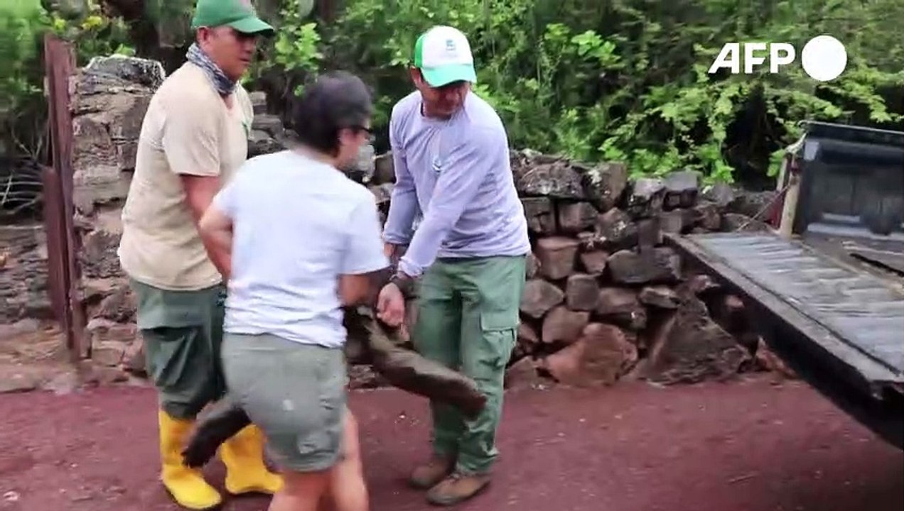 Galapagos-Schildkröte Diego rettet seine Art vor dem Aussterben