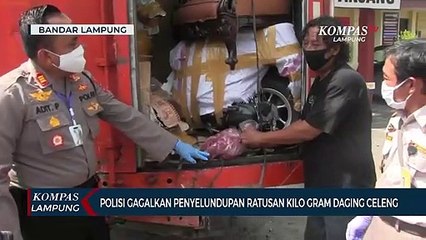 Polisi Gagalkan Penyelundupan Ratusan Kilogram Daging Celeng Ilegal