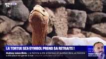 Diego, la tortue à la libido exceptionnelle, prend sa retraite et rentre aux Galapagos