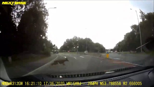 Deer darts across road in Fulwood, Preston