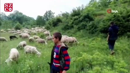 300 koyununa tek tek ay yıldız çizdi