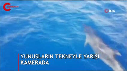 Yunusların tekneyle yarışı kameraya böyle yansıdı