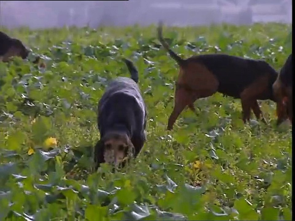 Chasse au lièvre aux chiens courants