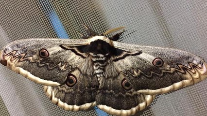 Dev kelebek şaşırttı! 'Camları kıracak diye korktum'