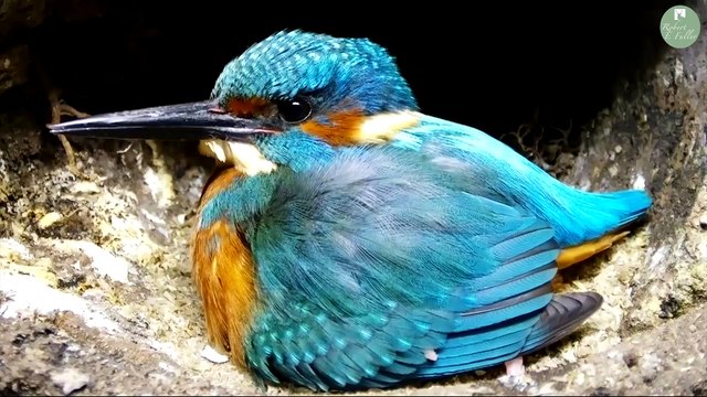 Kingfisher by Robert Fuller