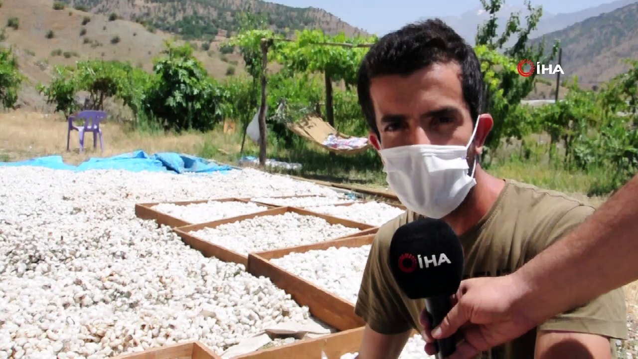 Sason’da koza hasadına başlandı
