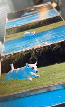 Adeck, le chien de l’animateur Christophe Dechavanne est décédé...