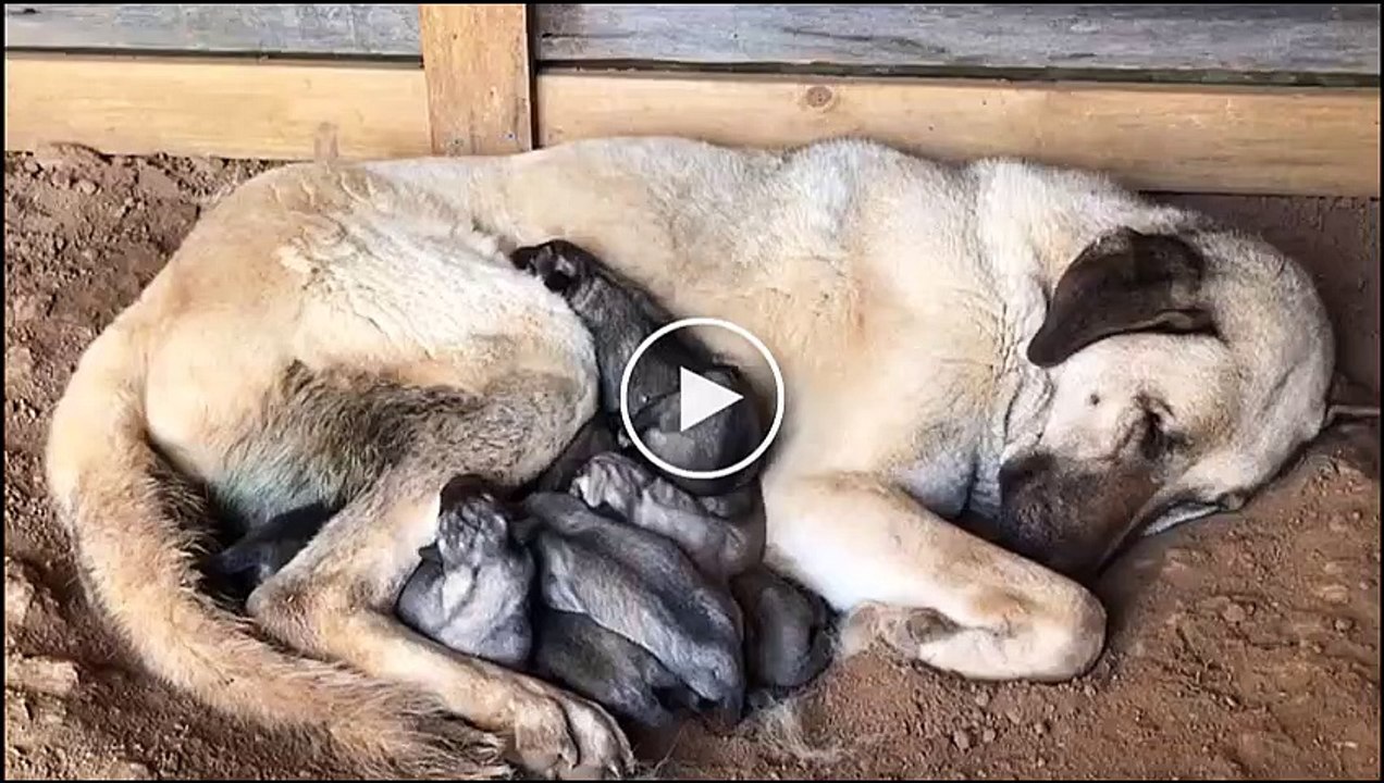 ANADOLU COBAN KOPEGi YAVRULARI KAHVALTI ANATOLiAN SHEPHERD DOG PUPPiES BREAKFAST