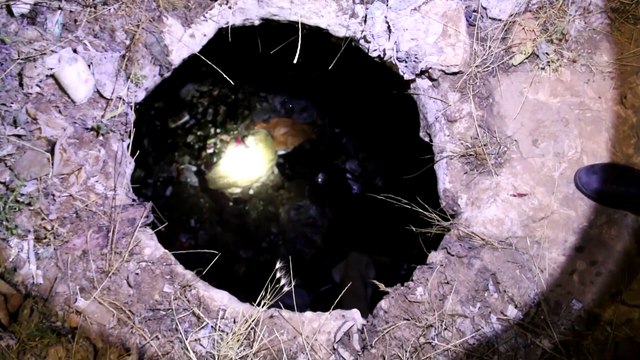 10 metrelik kuyuya düşen iki köpek itfaiye ekiplerince kurtarıldı - ŞANLIURFA