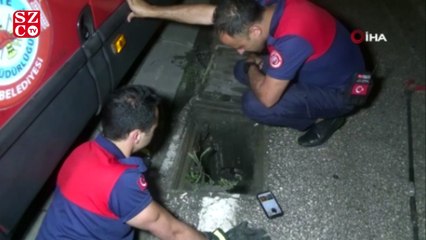 2 saat mücadele veren itfaiye ekipleri inatçı kediyi sıkıştığı mazgaldan çıkartamadı