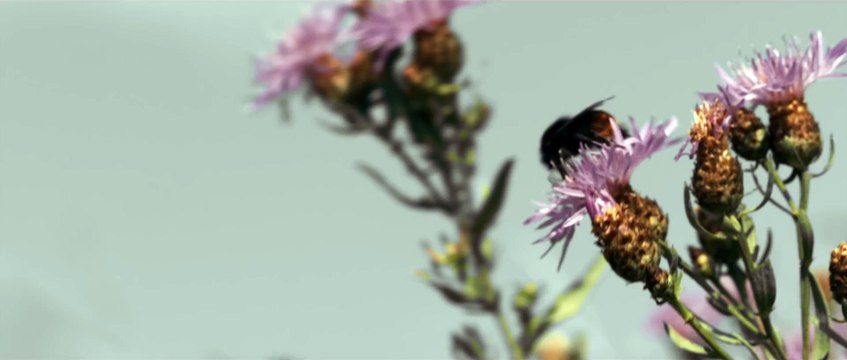 Ut og stjæle hester (Out Stealing Horses) - Trailer