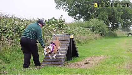 Leeds Dogs Trust During Lockdown