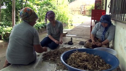 Çocukluğundan beri topladığı bin 200 çeşit yerli tohumu gelecek nesiller için saklıyor
