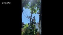 US tree surgeon sent flying with chainsaw in hand when cutting large branch