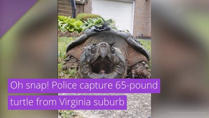 Oh snap! Police capture 65-pound turtle from Virginia suburb, and other top stories from June 18, 2020.