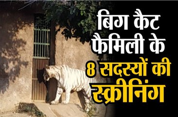बिग कैट फैमिली के 8 सदस्यों की स्क्रीनिंग
