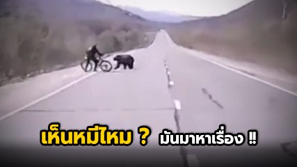 นักปั่น ปะทะ หมี บนถนน ซวยจริง !! ปั่นอยู่ดี ๆ หมีมันมาหาเรื่อง