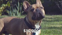 Why Are French Bulldogs Are So Expensive-