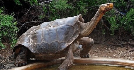 La tortue géante Diego est de retour sur son île d'origine après 87 ans de captivité à reproduire son espèce