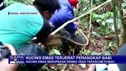 Kucing Emas Terperangkap Jebakan Babi Adalah Kucing Langka