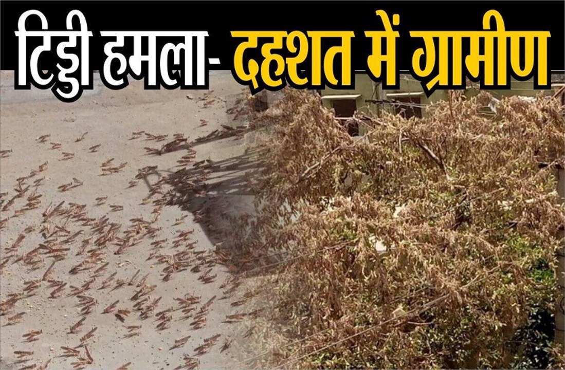 टिड्डी हमला: दहशत में ग्रामीण