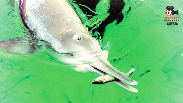 Nesli Tükenmiş Olan 10 Hayvanın Son Videosu