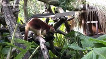 This rare kangaroo can climb trees like a monkey