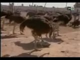 Maroc Elevage autruches a Dakhla