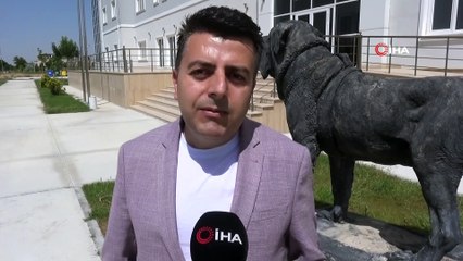 Sular çekilmesi ile beslenemeyen flamingolar ölüyor