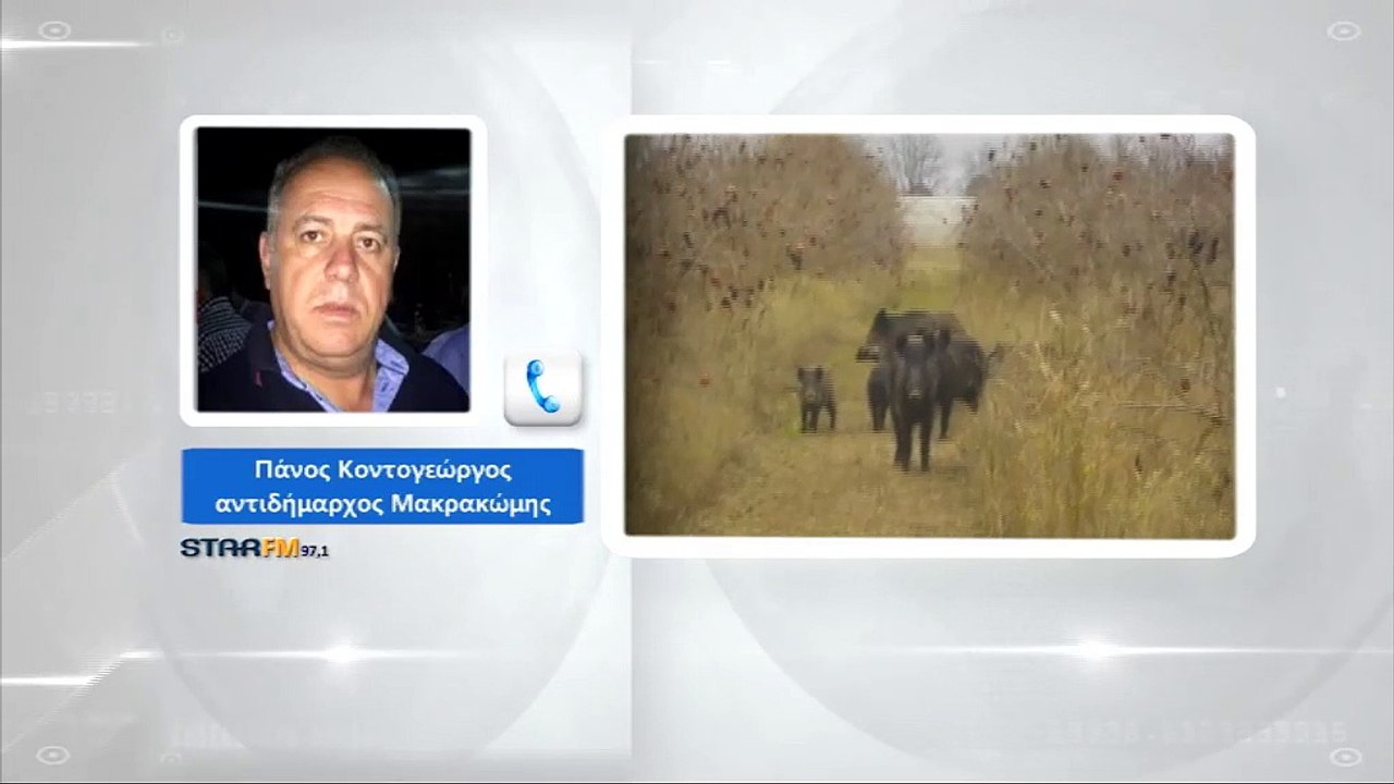 Φθιώτιδα: Μάστιγα, οι επιδρομές των αγριόχοιρων σε κήπους και χωράφια. Κίνδυνος και για ατυχήματα