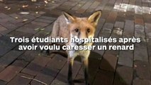 Ce renard a mordu trois étudiants qui voulaient le caresser